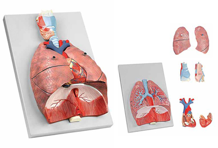 Human Respiratory System 7 Parts